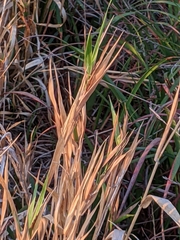 Phalaris californica