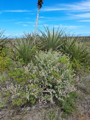 Sphaeralcea obtusiloba