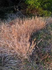 Phalaris californica