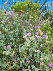 Sphaeralcea obtusiloba