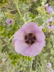 Sphaeralcea obtusiloba