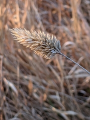 Phalaris californica