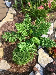 Tordylieae