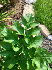 Tordylieae