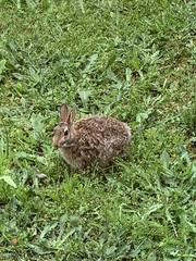 Sylvilagus floridanus