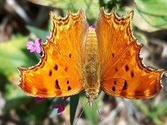 Polygonia egea