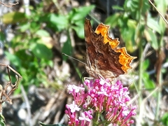 Polygonia egea