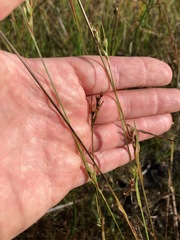 Scleria reticularis