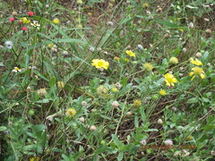 Amblyolepis setigera