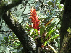 Tillandsia imperialis