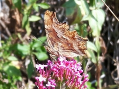 Polygonia egea