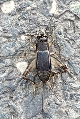 Modicogryllini