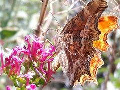 Polygonia egea