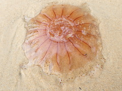 Desmonema gaudichaudi