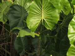 Montrichardia linifera