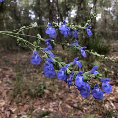 Salvia azurea azurea