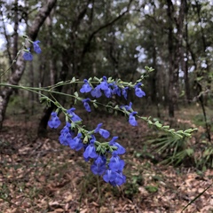 Salvia azurea azurea