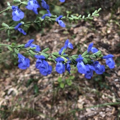 Salvia azurea azurea