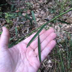 Salvia azurea azurea