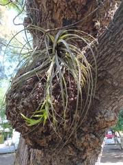 Tillandsia fasciculata