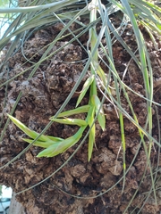 Tillandsia fasciculata