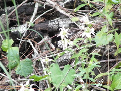 Bombus pensylvanicus image