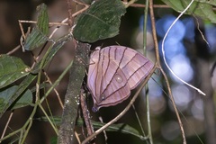 Amathuxidia amythaon dilucida