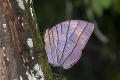 Amathuxidia amythaon dilucida