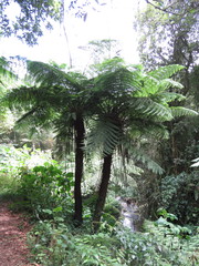 Cyathea costaricensis