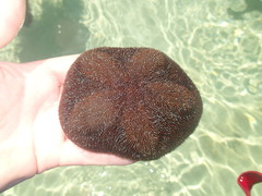 Clypeaster rosaceus