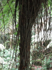 Cyathea costaricensis