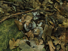 Cortinarius praestans