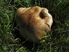 Butyriboletus appendiculatus