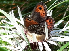 Erebia montanus