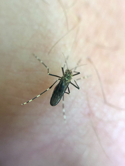 Aedes togoi