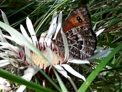 Erebia montanus