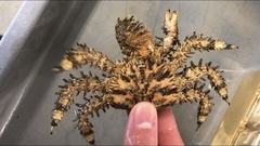 Phyllolithodes papillosus