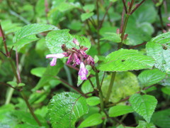 Salvia carnea