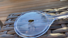 Syrphus ribesii