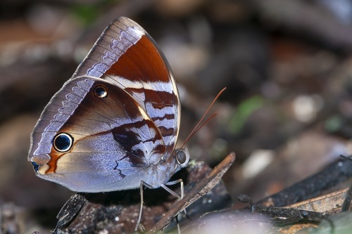 Thaumantis odana Godart, 1824