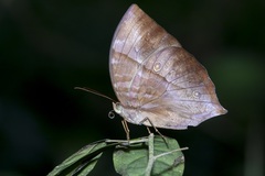 Zeuxidia amethystus