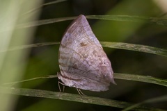 Zeuxidia amethystus
