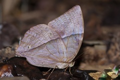 Zeuxidia doubledayi