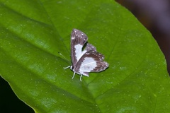 Stiboges nymphidia