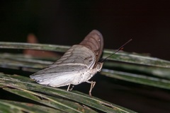 Bassarona dunya