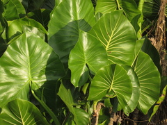 Montrichardia linifera