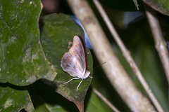 Eulaceura osteria