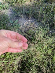 Schedonnardus paniculatus