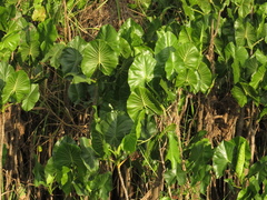 Montrichardia linifera