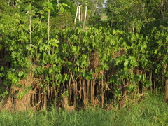 Montrichardia linifera